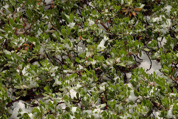 Shrub and Snow