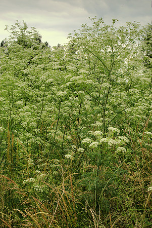A Thicket of Poison Hemlock