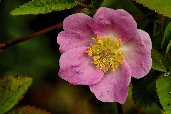 Baldhip or Dwarf Rose