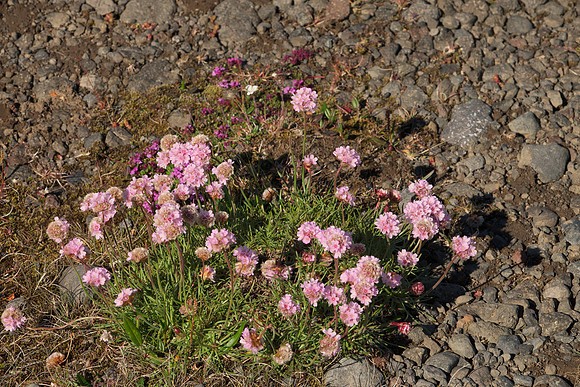 Unknown Pink Flowers