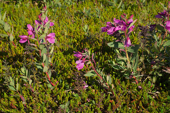 Chamerion latifolia and Heather