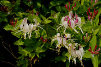 Honeysuckle, Unknown Variety