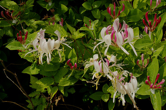 Honeysuckle, Unknown Variety
