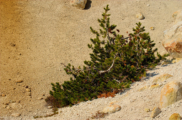 Tree in a Sulfurous Environment