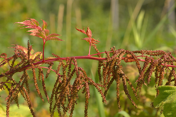 Goatsbeard in Seed II