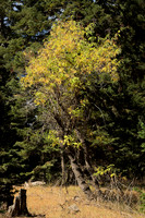 Mature Black Elderberry