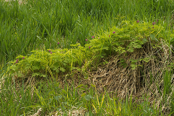 Western Bleeding Heart on the Edge of a Wetland