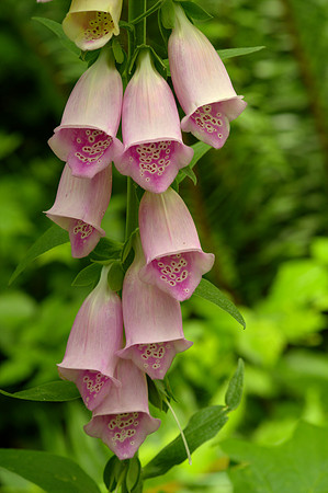 Foxglove Cluster