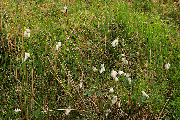 Cotton Flowers