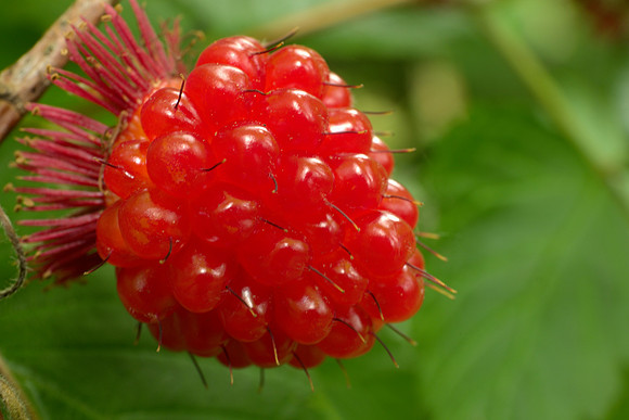 Single Salmonberry