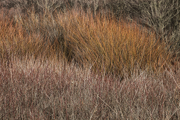 Forest Edge:  Nootka Roses and Willows