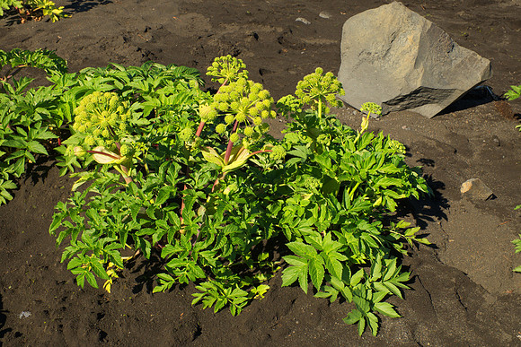 Angelica archangelica I