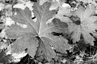 Single-Leaf Plant in Black and White