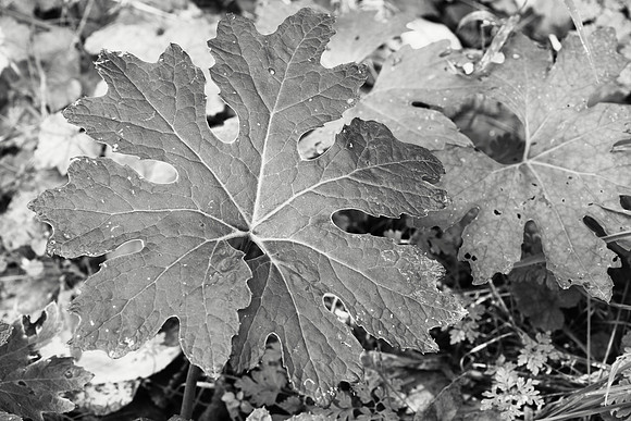 Single-Leaf Plant in Black and White