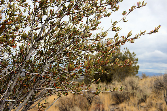 Leaves and Branches, Cerceacarpus ledifolia