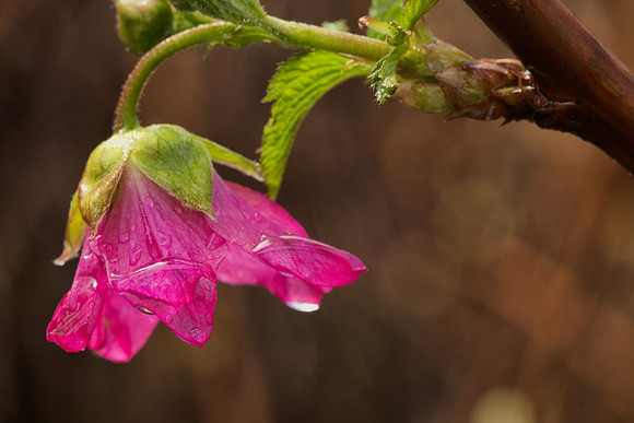 Salmonberry Blossom with Raindrops