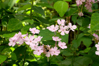 Wild Phlox and Bumblebee