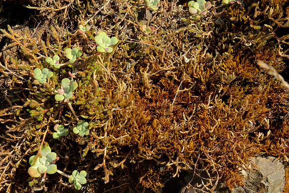 Moss and Sedum