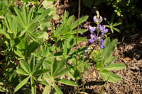 Prairie Lupine
