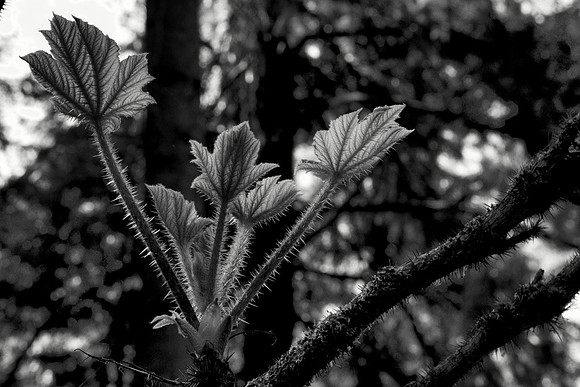 Black and White Devil's Club