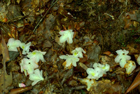 Fallen Rhododendron Flowers