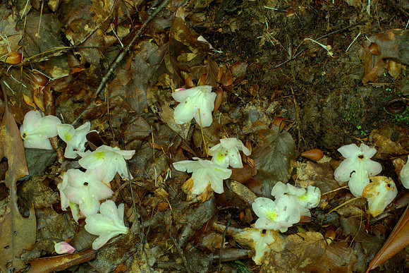 Fallen Rhododendron Flowers