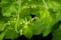 Buds, Tellima grandiflors
