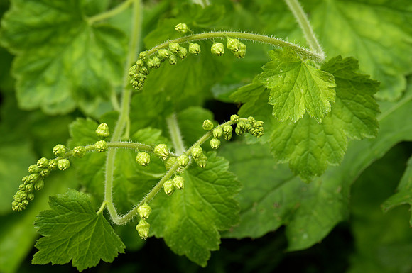 Buds, Tellima grandiflors