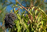 Black Elderberry, Heavy With Fruit