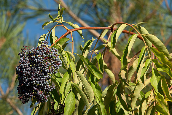 Black Elderberry, Heavy With Fruit