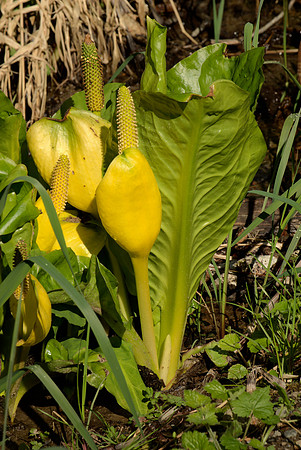 Western Skunk Cabbage II