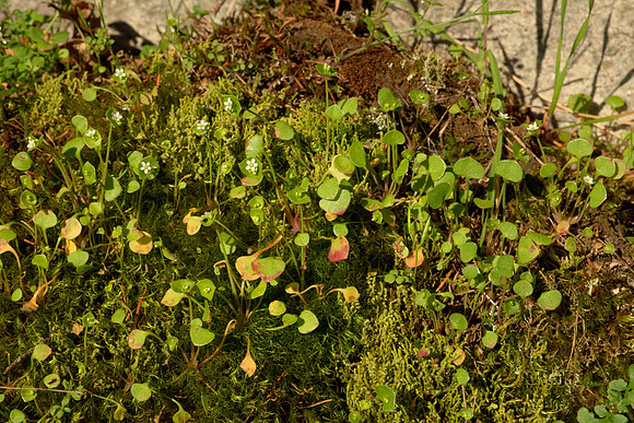 Moss and Miner's Lettuce