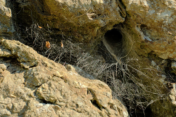 Home in the Rock