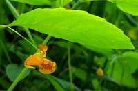 Leaf and Flower, Jewelweed