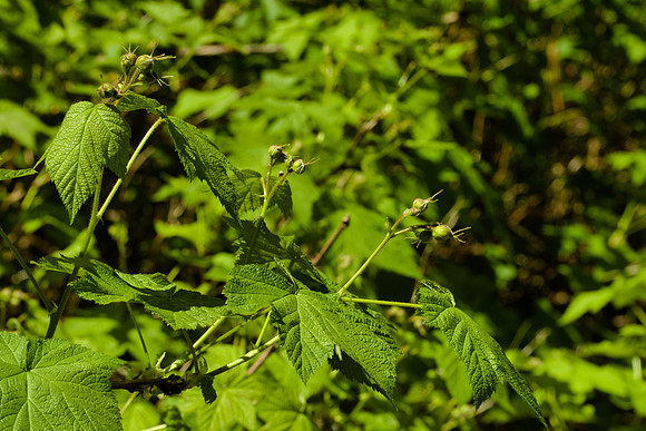 Leaves and Buds of Thinbleberry