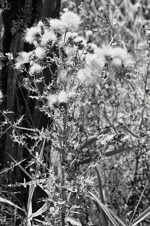 Canada Thistle II