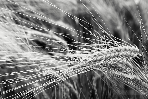 Monochrome Wheat