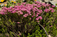 Red Mountain Heather