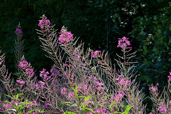 Late-Season Fireweed
