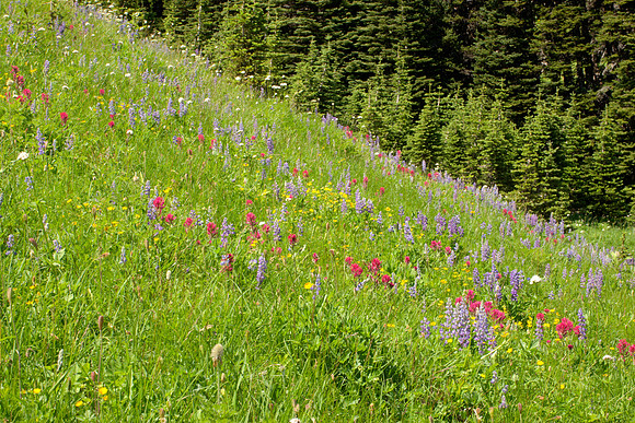 Slope of Diverse Wildflowers