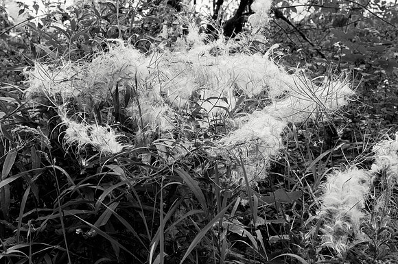 Fireweed in Black and White
