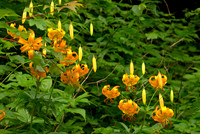 Lilium Superbum
