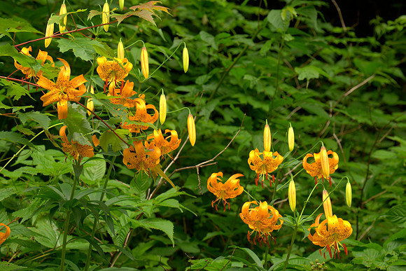 Lilium Superbum