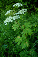 Heracleum lanatum