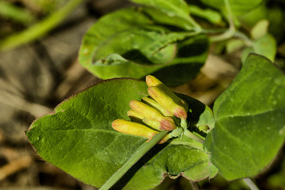 Buds of Lonicera ciliosa