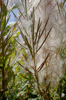 Fireweed Cotton