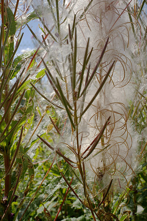 Fireweed Cotton
