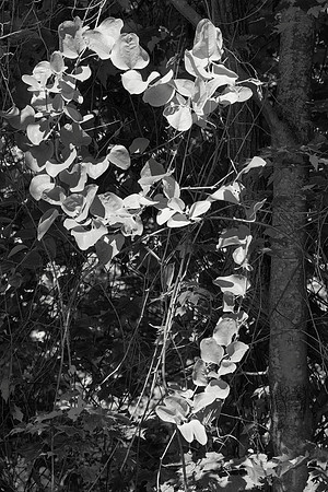 Mystery Vine I