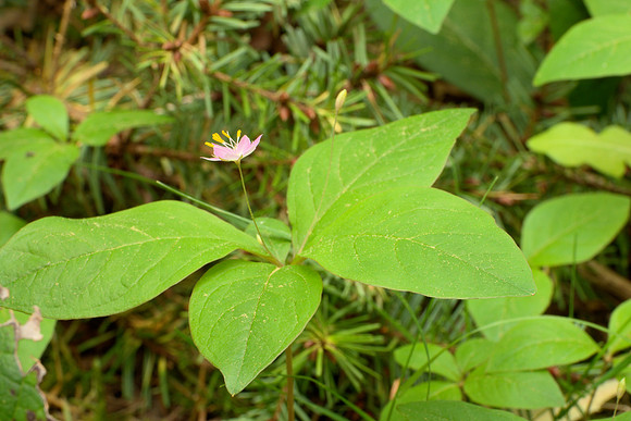 Western Starflower