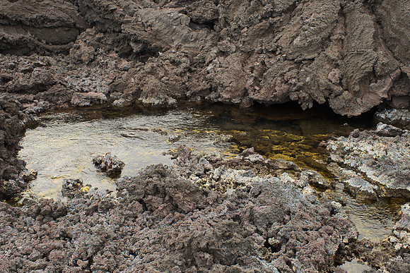 Spring in a Lava Field I